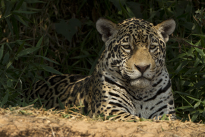 jaguar w 7d